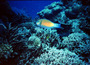 australia - great barrier reef.jpg